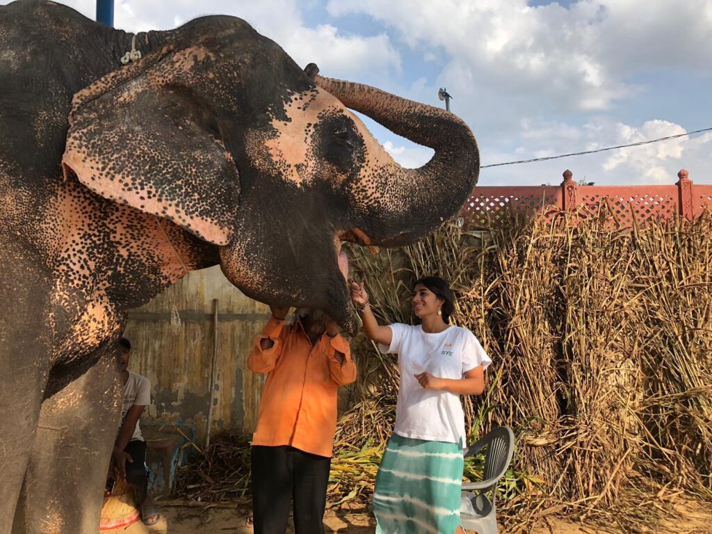 volunteer in India Jaipur elephant