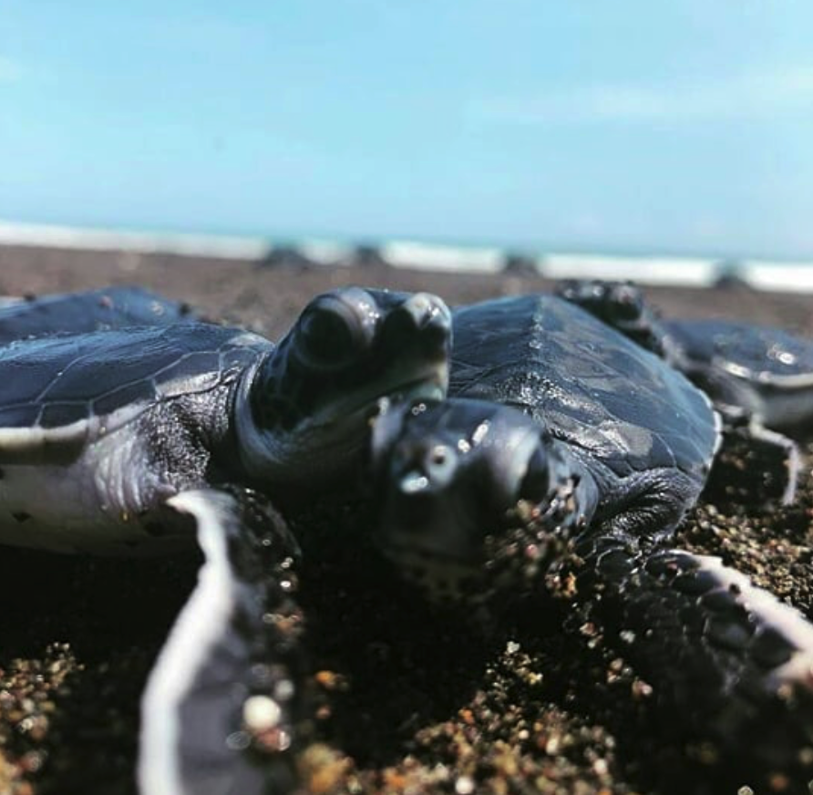 Sea turtle mexico